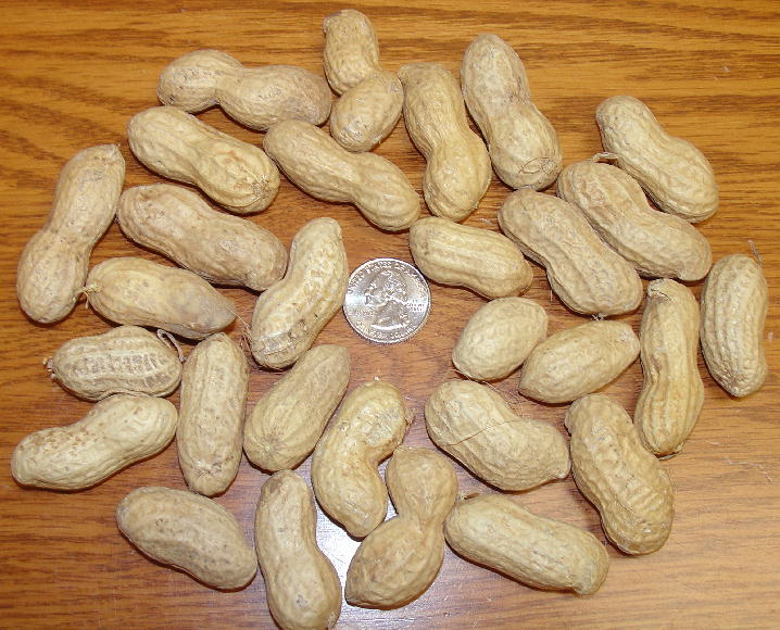 Organic Jumbo Peanuts - In Shell